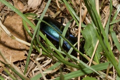 Carabus scheidleri