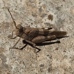 Oedipoda coerulea
