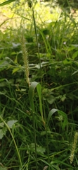 Poaceae