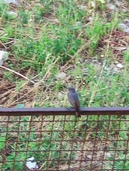 Phoenicurus ochruros