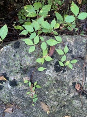 Parthenocissus quinquefolia