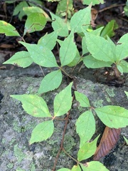 Parthenocissus quinquefolia