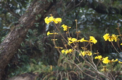 Handroanthus chrysotrichus