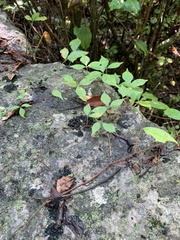 Parthenocissus quinquefolia