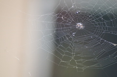 Gasteracantha cancriformis