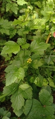 Geum urbanum