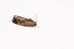 Cryptophlebia repletana