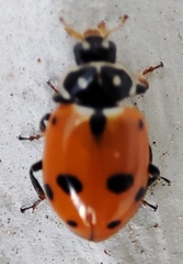 Hippodamia variegata