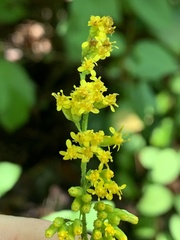Solidago
