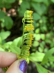 Solidago