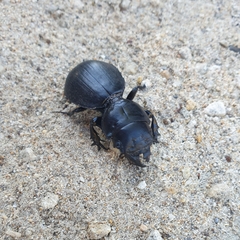 Scaraphites hirtipes