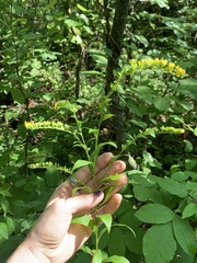 Solidago