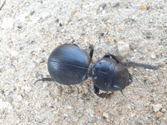 Scaraphites hirtipes