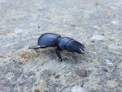 Scaraphites hirtipes