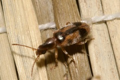 Notoxus monoceros