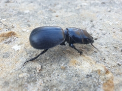 Scaraphites hirtipes