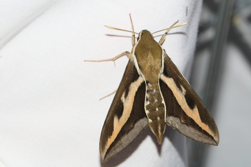 Bedstraw Hawkmoth photo 5
