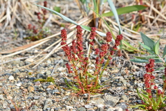 Rumex beringensis