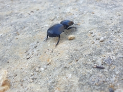 Scaraphites hirtipes