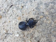 Scaraphites hirtipes