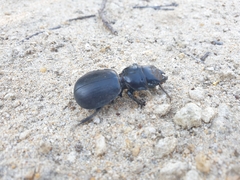 Scaraphites hirtipes