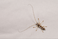 Olenecamptus formosanus