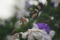 Methona themisto