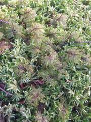 Hylocomium splendens image