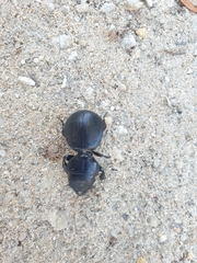 Scaraphites hirtipes