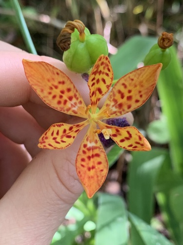 Iris domestica