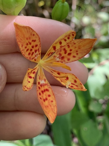 Iris domestica