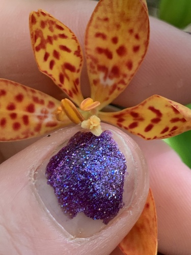 Iris domestica