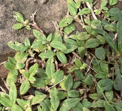 Alternanthera paronychioides
