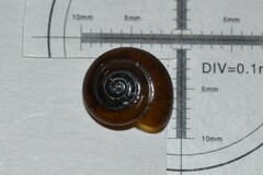 Oxychilus navarricus