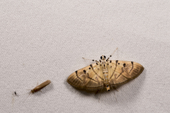 Dichocrocis definita