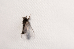 Eurukuttarus takahashii