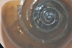 Oxychilus navarricus