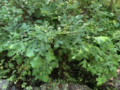Quercus macrocarpa