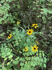 Rudbeckia