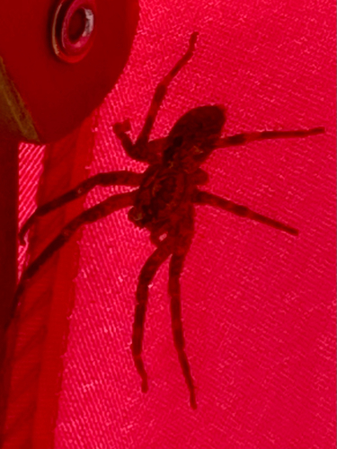 Mediterranean Spiny False Wolf Spider, Heeswijk-Dinther, photo 6 of 10