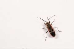 Physopelta gutta gutta