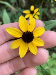 Rudbeckia