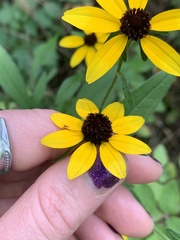 Rudbeckia