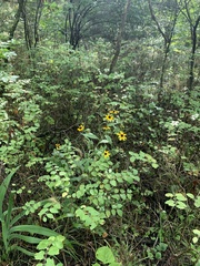 Rudbeckia
