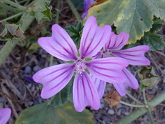 Malva sylvestris