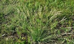 Stipa splendens