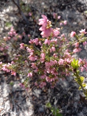 Erica interrupta