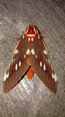 Citheronia azteca