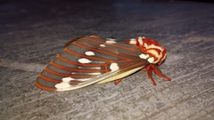 Citheronia azteca