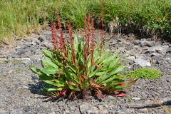 Rumex arcticus